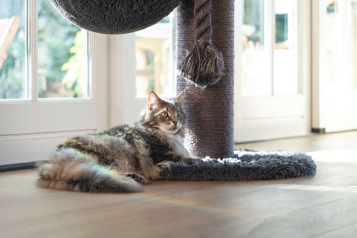 beeztees Kratzbaum Ramiro